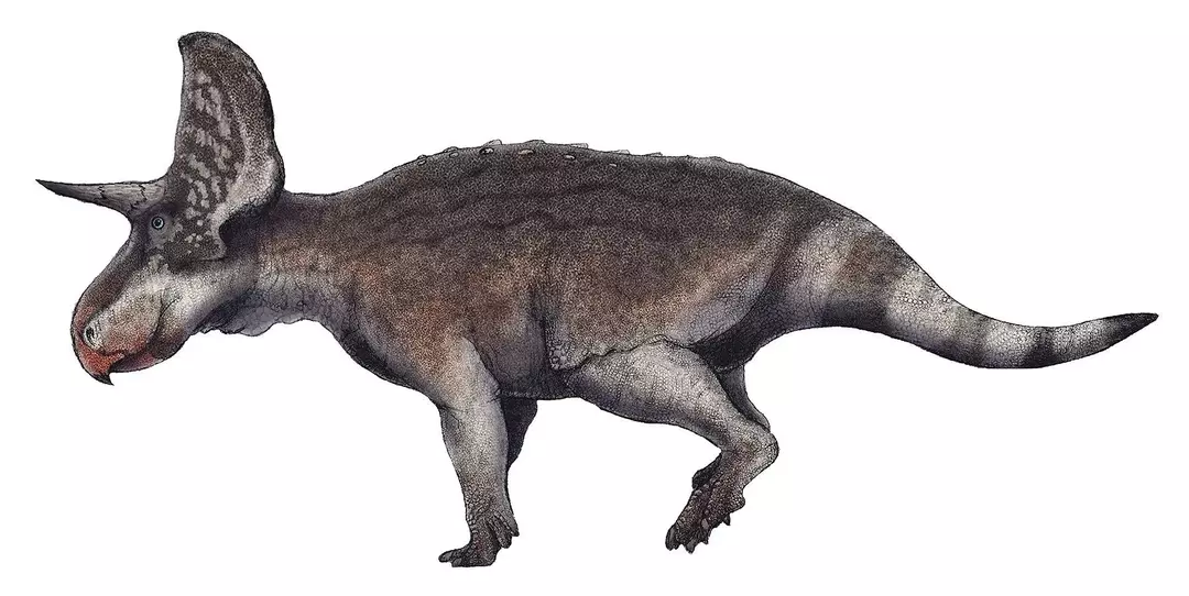 19 rugidos: algunos datos sobre el Chaoyangsaurus que les encantarán a los niños