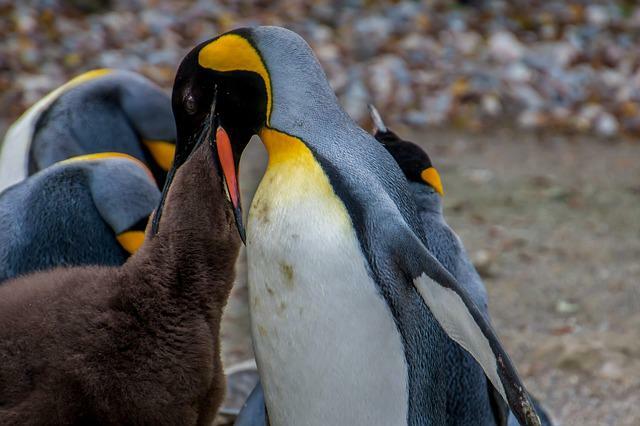 Pingvinai faktai apie vandens neskraidantį paukštį