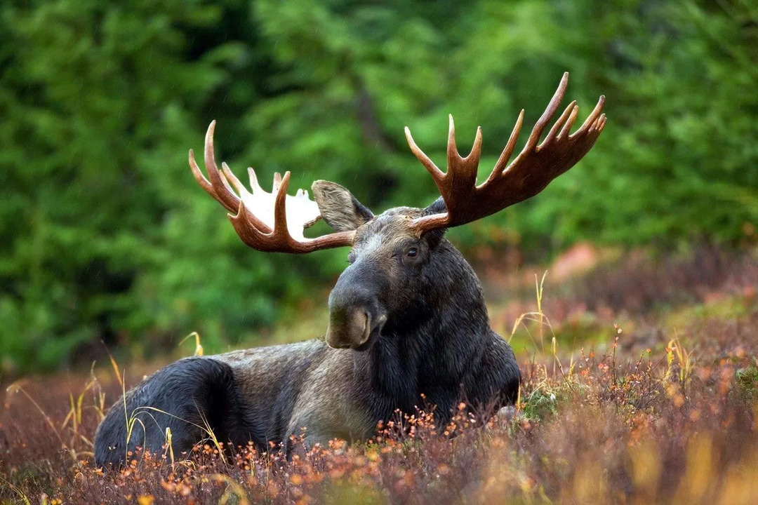 Fapte uimitoare despre elanul din Alaska care sunt absolut de neuitat