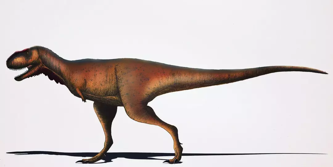 Rugops, kas grieķu valodā nozīmēja grumbu seju un kuru atklāja Pols Sereno, ir aizraujošs plēsēju dinozaura nosaukums.
