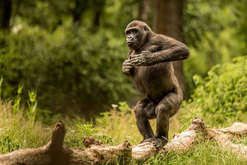 Er gorillaer altetende Gorilla S-dietten kan overraske deg