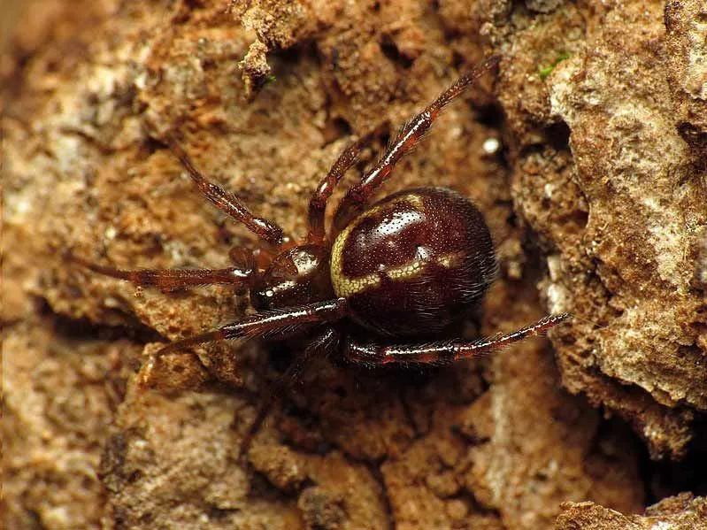 Διασκεδαστικά Fase Widow Spiders Facts for Children