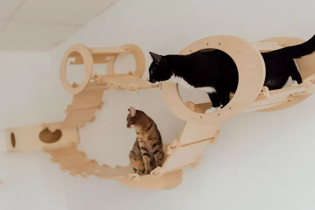 Almosdobozos tréning: Hogyan akadályozzuk meg, hogy egy macska a padlóra pisiljen?