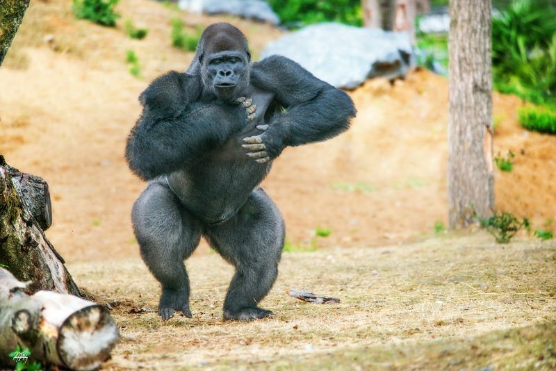 Cik ilgi gorillas dzīvo Forši fakti, kas jāzina par šo meža dzīvnieku