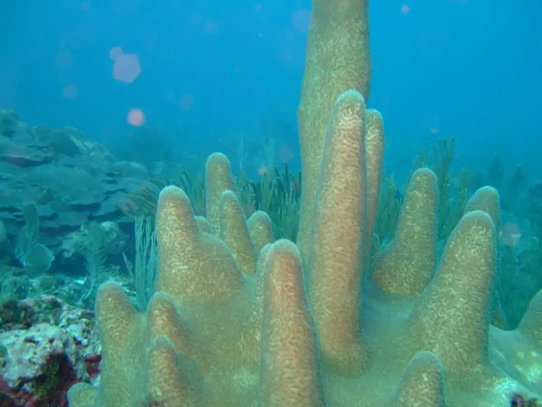 Você sabia? 17 Fatos Incríveis sobre os Corais do Pilar