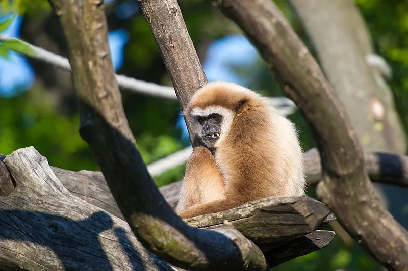 Roliga vithändiga Gibbon-fakta för barn