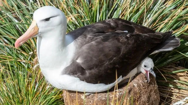Você sabia? Fatos sobre o albatroz-de-sobrancelha negra de asa-surpresa para crianças