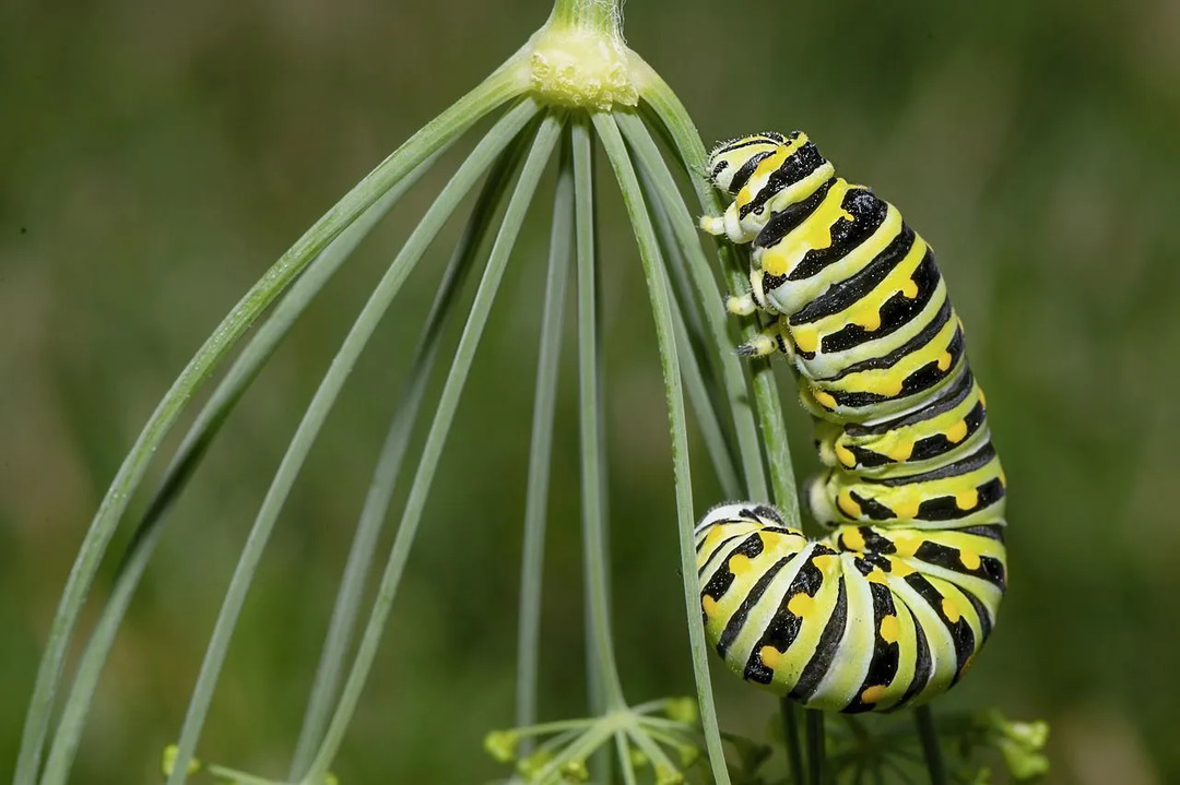 ფაქტები Green Caterpillar-ის იდენტიფიკაციის შესახებ, რომელიც გიყვართ