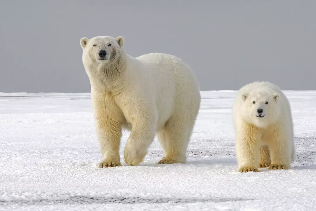 Lední medvěd je největší masožravec na souši.