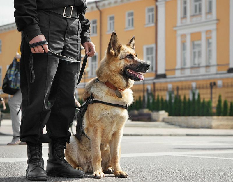 Увлекателни факти за полицейски кучета, които трябва да знаете