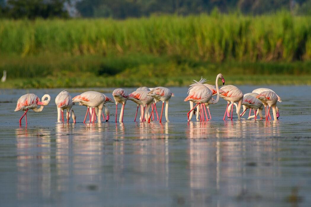 Fatos incríveis sobre o Grande Flamingo para crianças