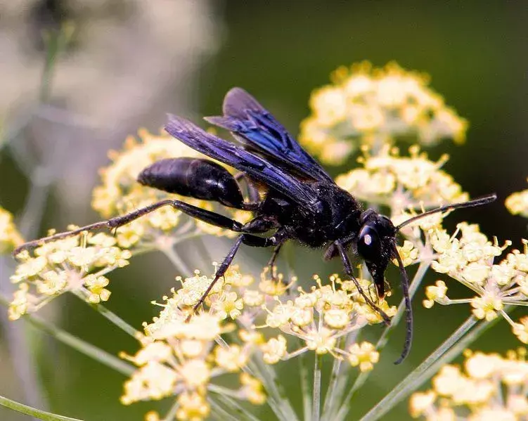 En stor svart veps er et insekt med røykfylte svarte vinger og blå iris.