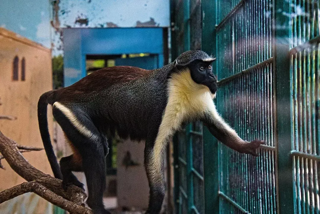 Да ли си знао? 15 невероватних чињеница о Дајани мајмуну