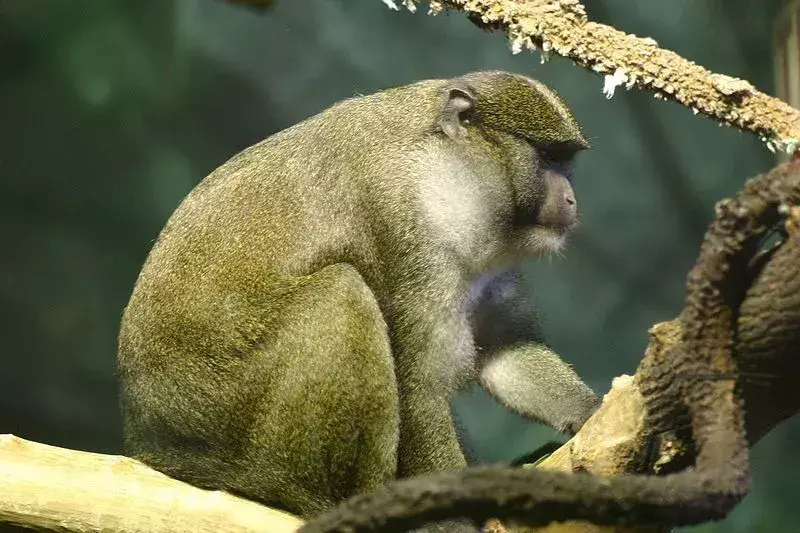 Swamp Monkey: 15 faktů, kterým nebudete věřit!