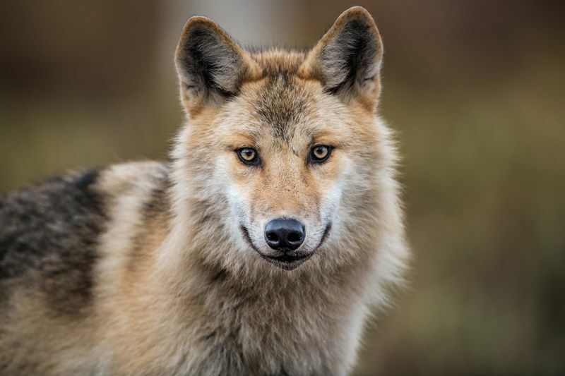 Mit esznek a farkasok A farkaszsákmányok végső listája, amelyet nem tudtál