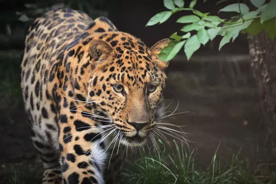 Quelques faits sur le léopard de Java que les enfants adoreront