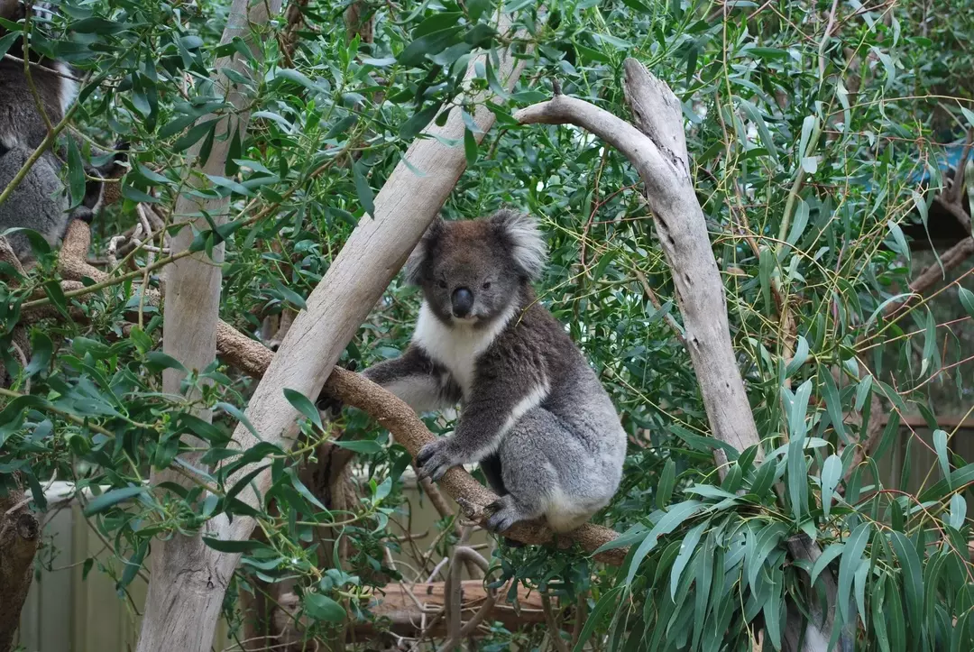 111 faits sur les plantes d'eucalyptus: utilisations, culture et anecdotes intéressantes