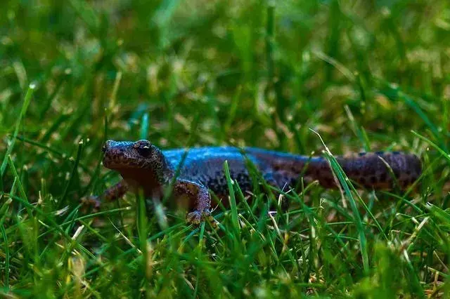 Salamander vs. Newt: Amfibiernes forskjell forklart for barn!