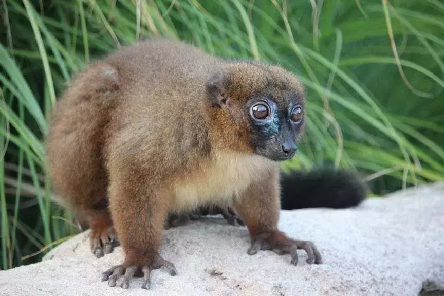 Lemur sivi miš: 21 činjenica u koju nećete vjerovati!