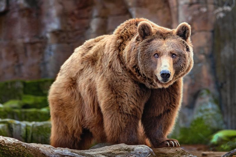 Didžiausi grizlio lokio letenų mušimo faktai jums