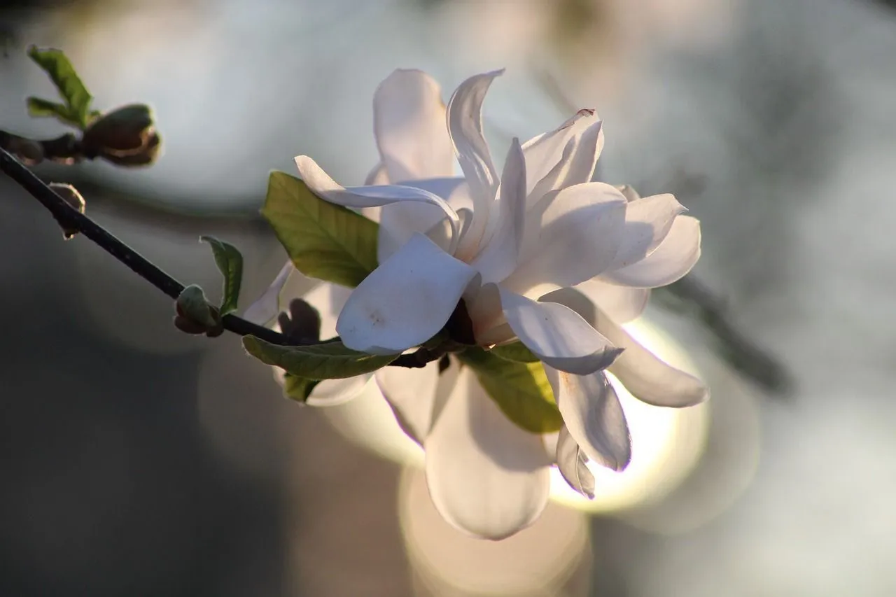 Pink Magnolia Tree En savoir plus sur la gestion de vos magnolias