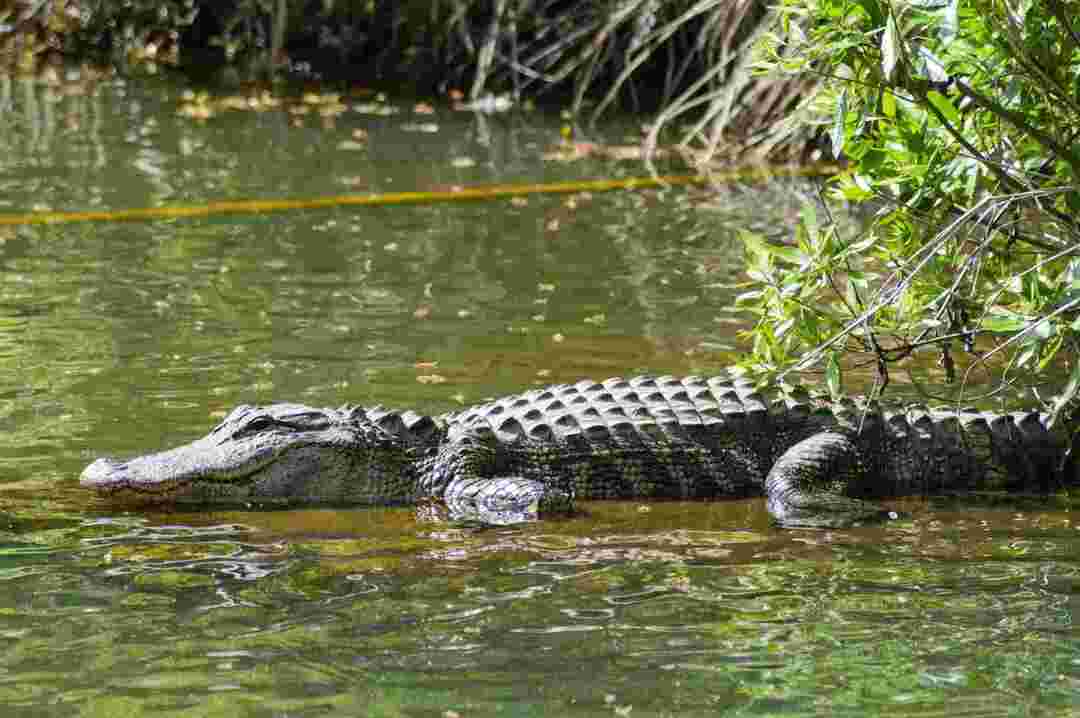 Има ли алигатори в Северна Каролина Ето истината за алигаторите