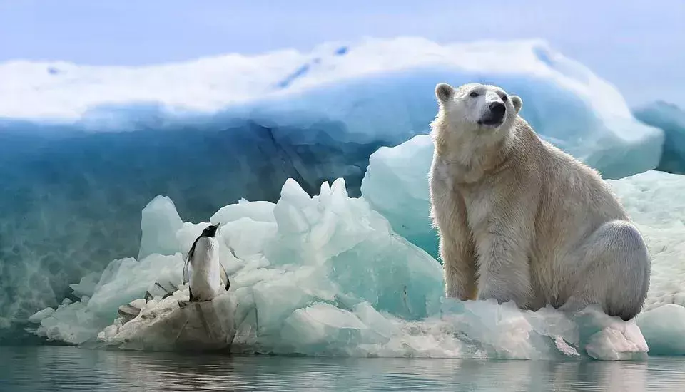 Isbjørnskinn: Gjør deres tykke hud vinteren "bærbar"?