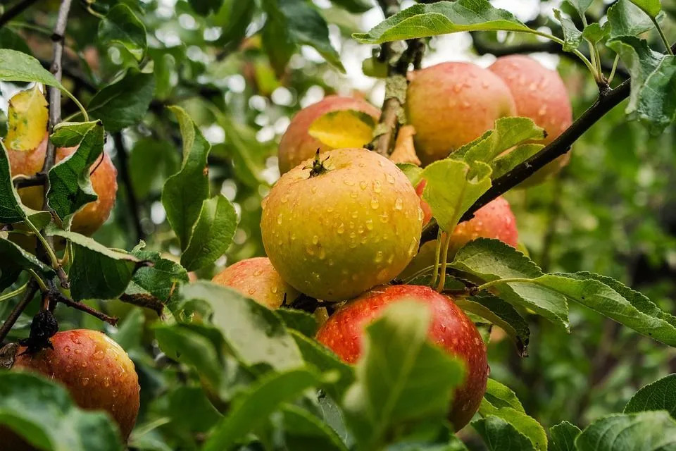მწვანე ვაშლის კვების ფაქტი იზრუნეთ თქვენს ფიზიკურ ჯანმრთელობაზე
