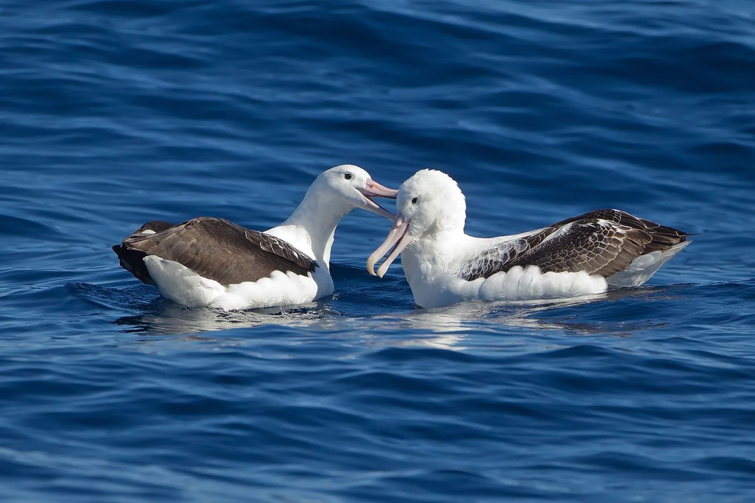 Morsomme Southern Royal Albatross-fakta for barn