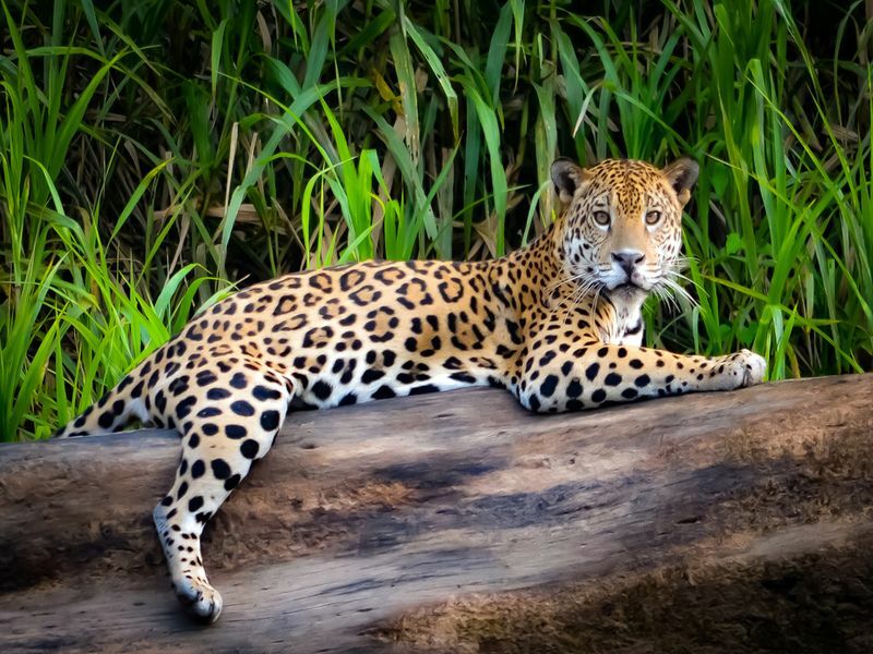 Diferencias entre leopardo y jaguar Cosas que quizás no sabías antes