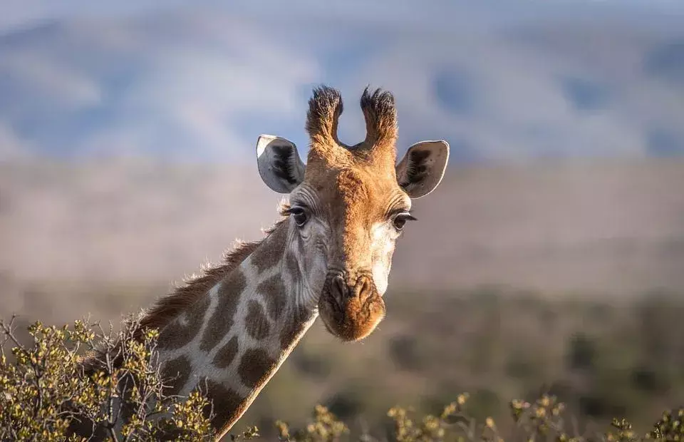 Dejstva o žirafi, ki jih ne boste nikoli pozabili