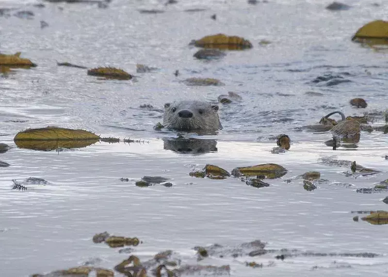 19 Southern River Otter-fakta du aldri vil glemme