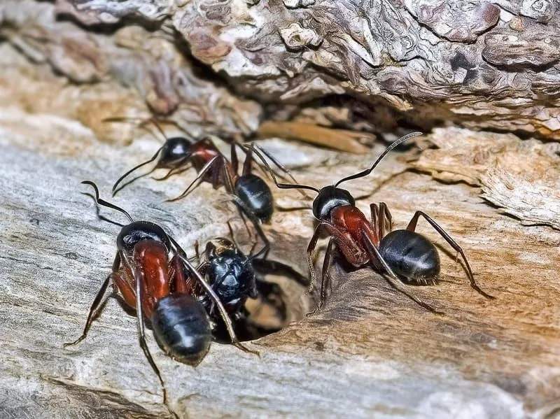 Linksmi faktai apie juodąją dailidės skruzdėles vaikams