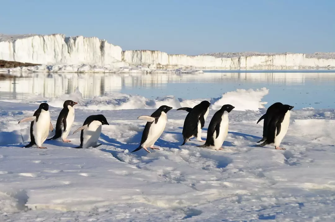 Ar Aliaskoje yra pingvinų? Sužinokite, kas yra tiesa!
