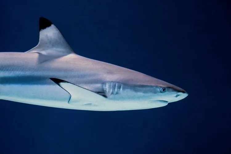 Fin-tastic fakta om Blacktip Reef Shark for barn