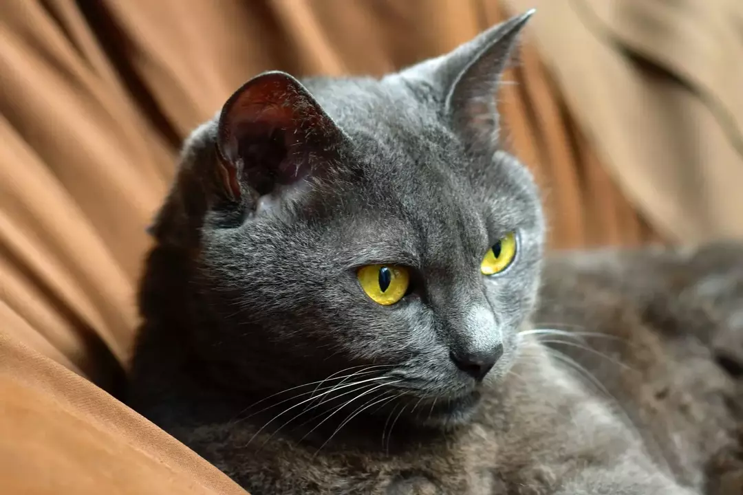Koty są zabawne, a każda rasa kota może mieć dowolny kolor oczu, na przykład niebieski, zielony, a nawet żółty.