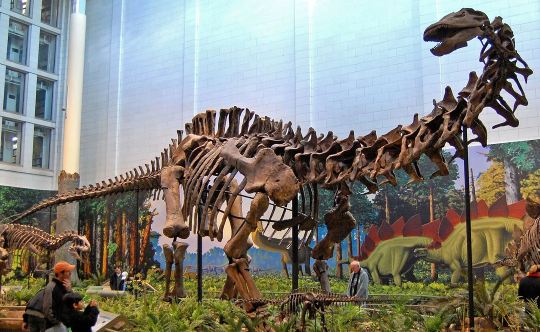 Leuke Apatosaurus-feiten voor kinderen