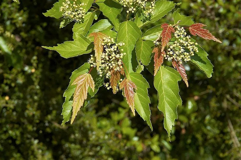 Amur Maple Tree Feiten Levenscyclus en verzorgingstips behandeld