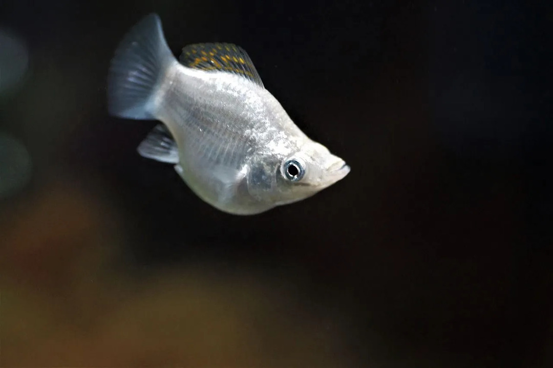 15 цікавих фактів про рибку Моллі для дітей