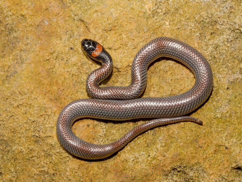Wie bewegen sich Schlangen? Sssslide or Sssslither