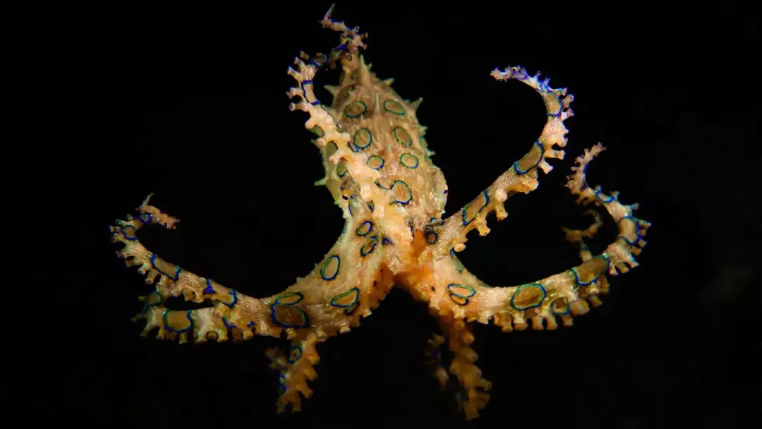 Видът синьопръстенен октопод (Hapalochlaena lunulata) е доста хипнотизиращ за гледане!