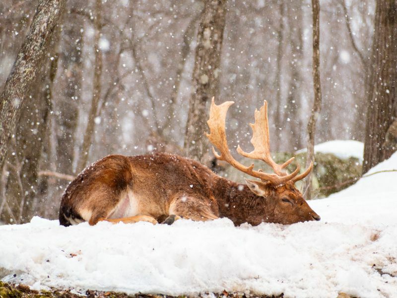 Rådjur vilar med huvudet nere i snön i skogen