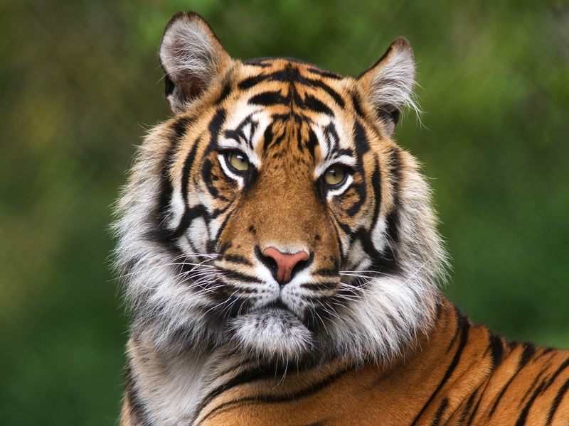 Nesenstantys tigrų patarimai, kuriuos turėtumėte žinoti Ar tigrų oda yra dryžuota