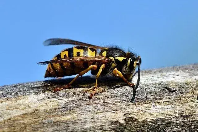 Insect Wings: Amaze-wing insekttilpasninger du bør vite!