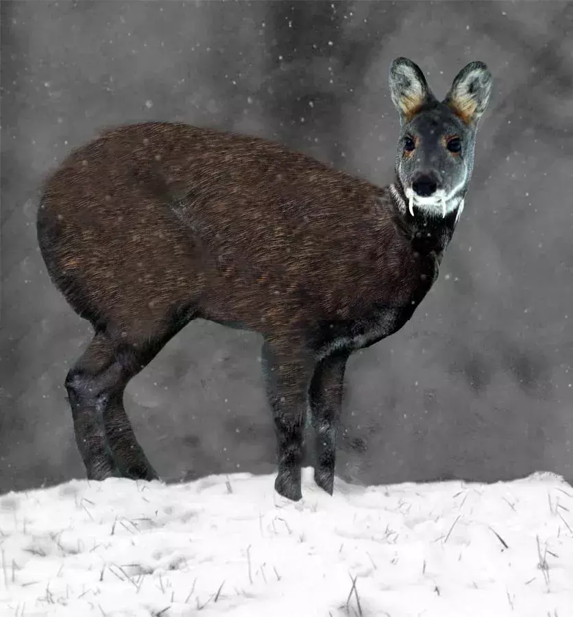 19 факта за сибирския мускусен елен, които никога няма да забравите