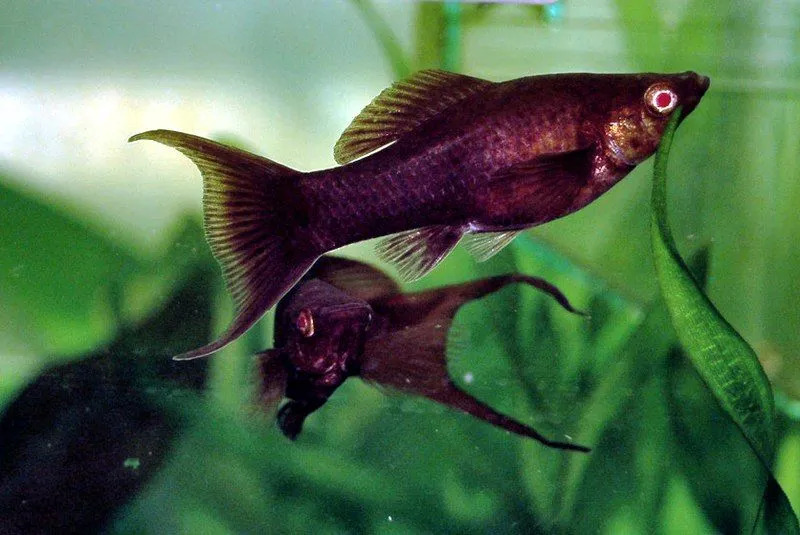 De Black Molly is een kannibalistische vis, wat betekent dat hij zijn jongen opeet.