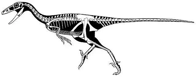 Stenonychosaurus: 17 dejstev, ki jim ne boste verjeli!