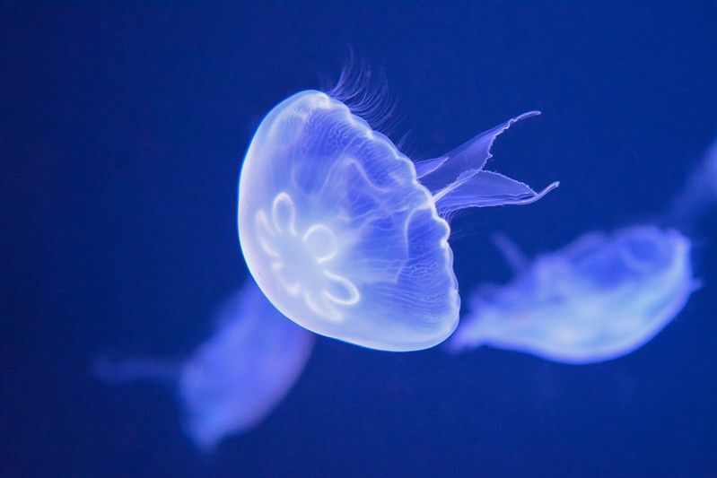 Viața marină misterioasă a explicat cum se reproduc meduzele