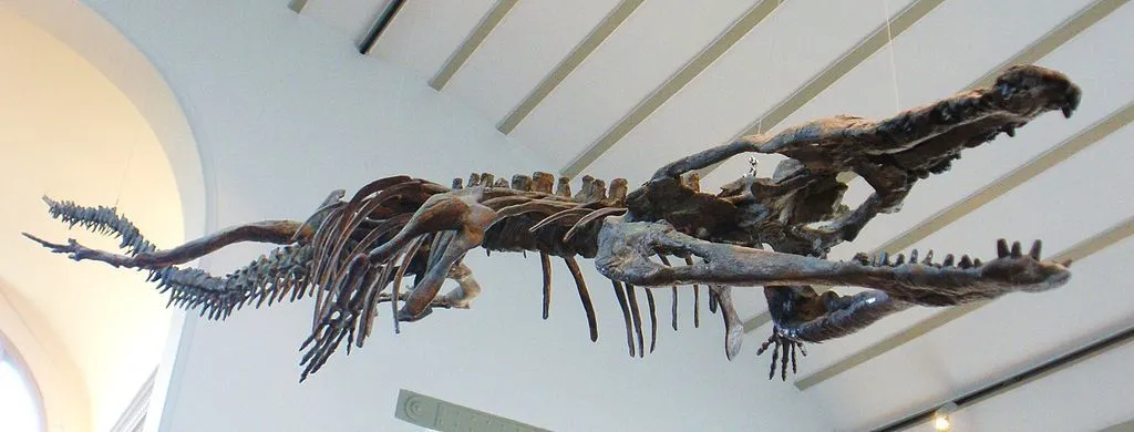 Medlemmer av denne slekten hadde en karakteristisk gharial-lignende snute.