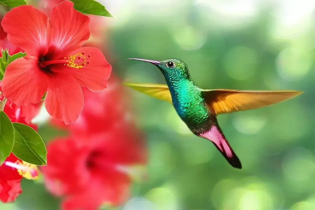 Hummingbird Beak: Kan de åpne det, hvordan de bruker det og mer!